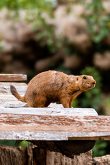 prairie dog