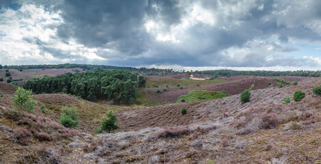 Posbank Netherlands the heather in beautiful colours and sunset.