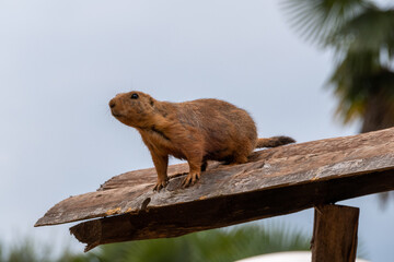 prairie dog 