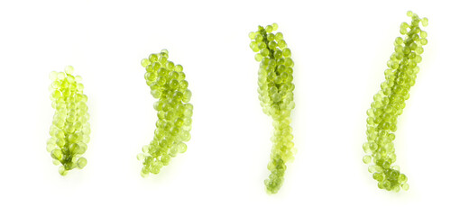 Sea grapes ( green caviar ) seaweed on white background