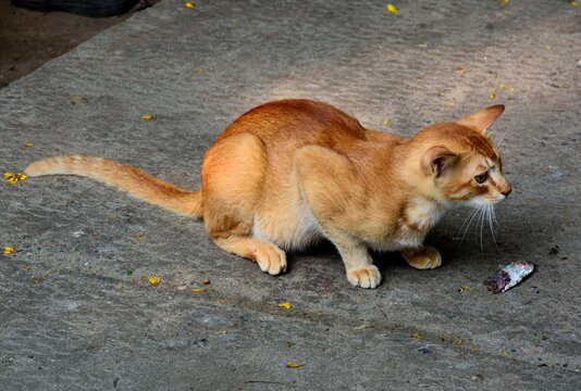 An Indian feral cat at the fish market in Kochi (Cochin), Kerala, India