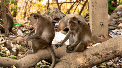 These crab-eating macaques (macaca fascicularis) are living at Monkey Mountain (Hua Hin, Thailand) which is a temple site with abandoned houses around it.