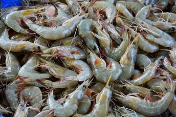 Penaeus monodon, commonly known as the giant tiger prawn, Asian tiger shrimp, black tiger shrimp at the fish market in Kochi (Cochin), Kerala, India
