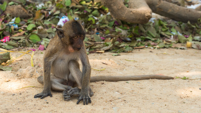 The crab-eating macaques (macaca fascicularis) are also called long-tailed macaques. This picture gives you an idea why. This juvenile specimen is photographed at Monkey Mountain (Hua Hin, Thailand).