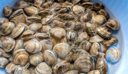 Veracious clams of the Tyrrhenian Sea, Italy
