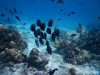 Naklejka na ściany i meble underwater scenery on an island in Sabang, Indonesia