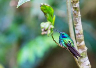 Kolibri