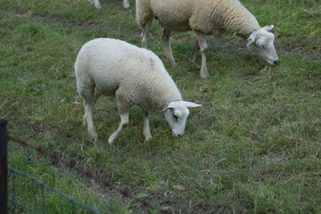 Obraz na płótnie Canvas Schaf beim Grasen auf einem Deich.
