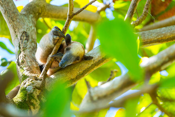 Northern tamandua (Tamandua mexicana), Corcovado National Park, Osa Peninsula, Puntarenas Province, Costa Rica, Central America, America