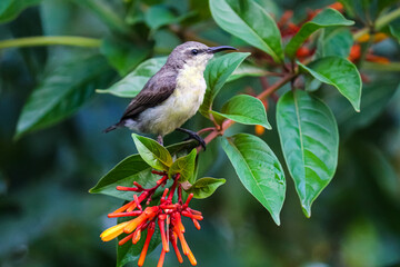 yellow sunbird sitting on a leafy branch