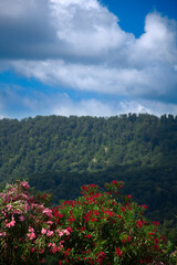 Fototapeta premium Blooming red bush rhodendron over the mountains. Nature background.