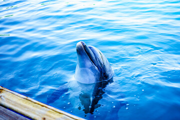 dolphin in water