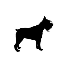 Razas de perros. Silueta de perro schnauzer miniatura de pie en color negro