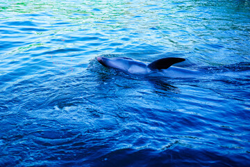 Obraz premium dolphin jumping out of water