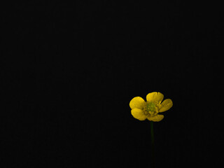 Yellow flower on black background