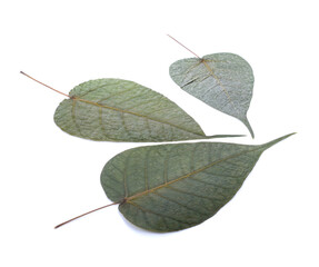 Obraz premium The green color Bodhi leaf isolated on white background with space for text.