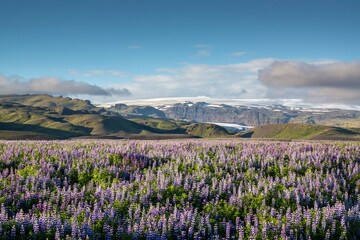 Lupins infront of Vatnaj&ouml;kull Glacier, Iceland