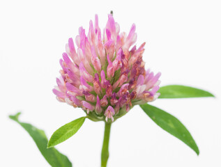 Lilac flower on white background