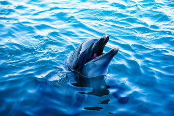 dolphin swimming in the water