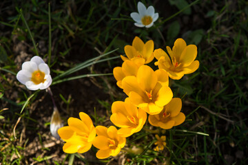 gelber Krokus