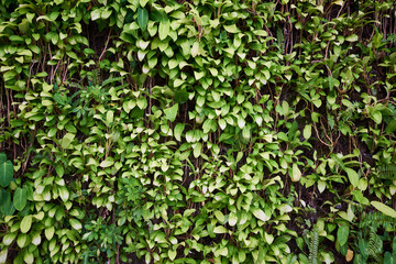 lush Green leaves foliage background
