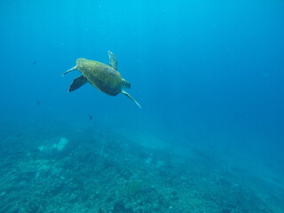 Turtle Underwater - Indonesia