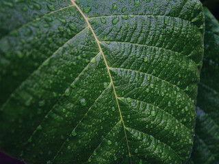 lush Green leaves foliage background with water drops