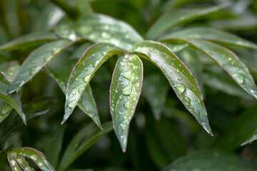 Green natural background of leaves and dew drops