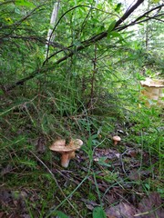 mushrooms and basket  in the forest