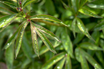 Green natural background of leaves and dew drops