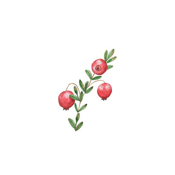 Cranberry watercolor illustration. Wild berries. Natural product. Organic.
