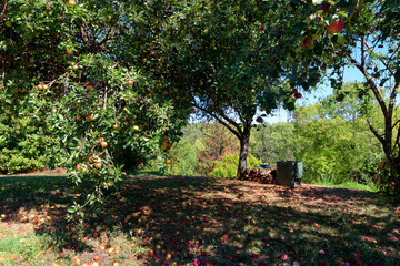 Fototapeta na wymiar Apple trees in the hills of the Essonne valley