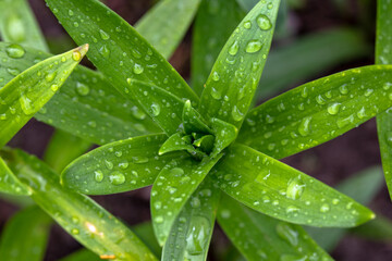 Green natural background of leaves and dew drops