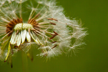 Dandelion seeds in the morning sunlight blowing away