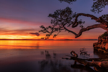 Sunset over Lake Macquarie with a tree overhanging. 