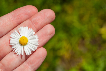 Growing and blooming chamomile in the garden, in the hands of a man.