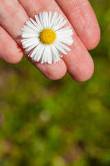 Growing and blooming chamomile in the garden, in the hands of a man.