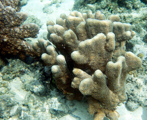 Naklejka na ściany i meble Colorful corals in the sea of Togian islands