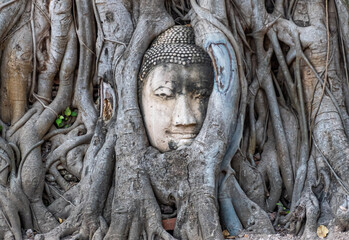 Buddha in a tree at Ayuthaya in Thailand. 