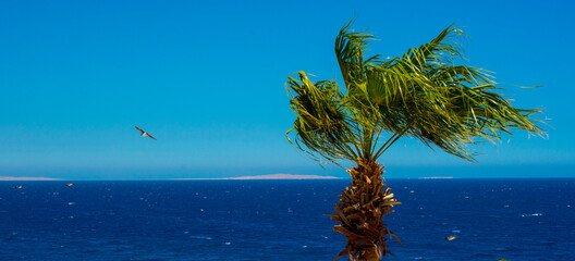 
palm branches on the background of the sea