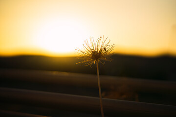 Flor con atardecer de fondo