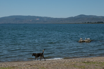 dog in the waters of Lake Iznik, Turkey