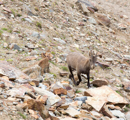 Photo of female Alpine ibex