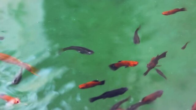 Colorful guppies (rainbowfish) in an aquarium with water lilies. Thailand
