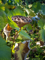 Dry fruit of lotus flower.