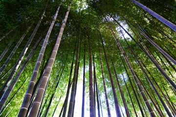 Japan Bamboo Forest _竹林の日差し