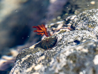 shells and sea life in Japanese tidal pool