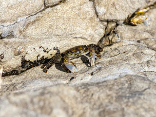 striped shore crab moves between tidal pools 6