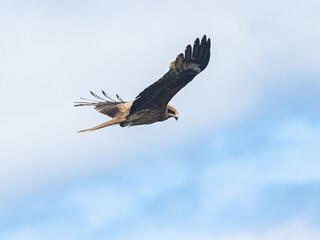 Black-eared kite in flight near Enoshima, Japan 5