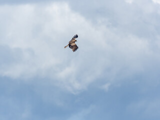 Black-eared kite in flight near Enoshima, Japan 8